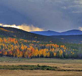 Trees in the fall with a storm overhead