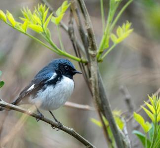 Small gray, blue and black bird with white belly perched on branch