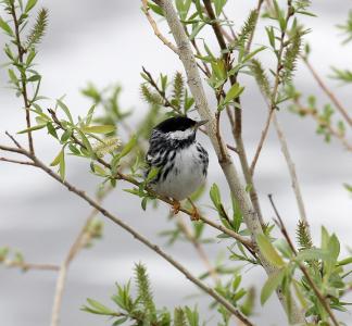 Small bird with white belly and black head perched on branch of sparsely leafed plant