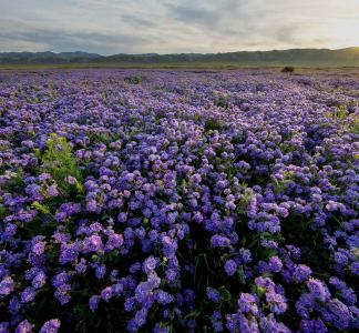 Field of purple flowers in Carrizo Plain National Monument, CA