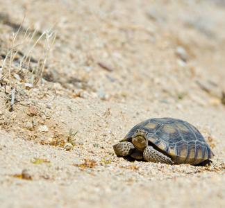 A desert tortoise in Chuckwalla National Monument.