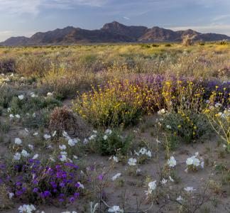 The Mule Mountains in Southern California.