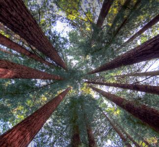 tall redwoods trees