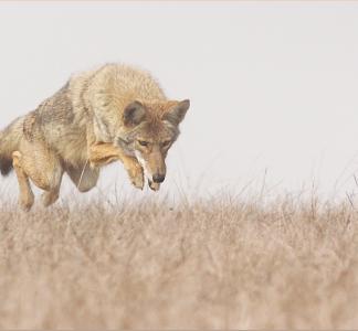 Coyote hunting at Point Reyes National Seashore, California