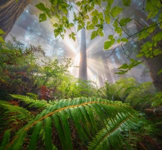 Fog and light shines through redwood trees