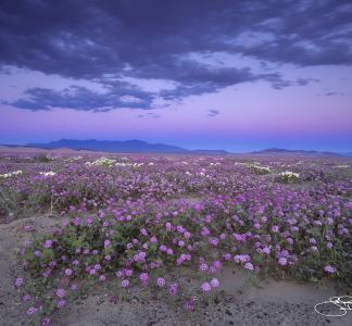 Flowers blooming in the Silurian Valley, CA