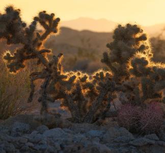 Silurian Valley, California.