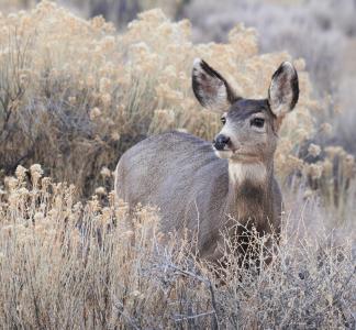A mule deer stands in tall grass in the Ruby Mountain/Railroad Gulch ACEC, Colorado