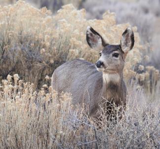 A mule deer browses in the Arkansas River Corridor, Colorado.