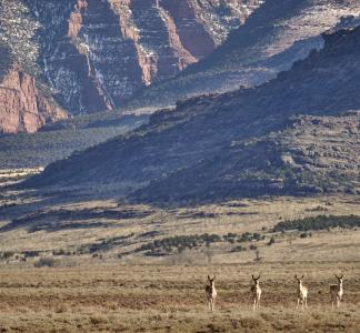 Pronghorn on a grassy steppe in Colorado.