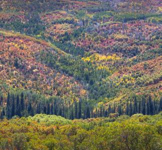 Fall foliage in North Fork Valley, Colorado.