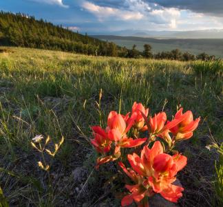 Wildflower growing at Reineker Ridge, Colorado