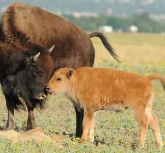 Bison calf nuzzling an adult bison while both stand in a field of green grass and yellow wildflowers