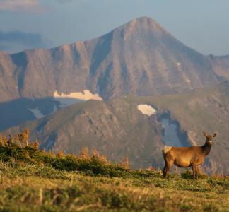 Elk in front of a mountainous background in Rocky Mountain National Park, CO