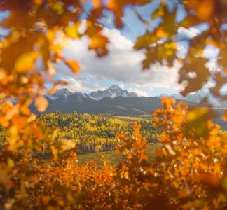 Fall leaves in Uncompahgre National Forest, CO