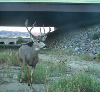 Mule deer emerging from highway underpass with grass around it