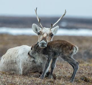 Caribou young in the Arctic 
