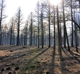 The Coconino National Forest (Arizona) in the aftermath of a fire. 