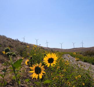 Wind farm