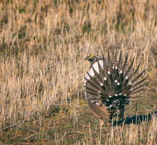 Sage grouse out West