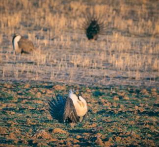 Greater sage grouse