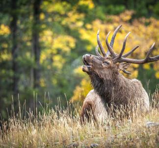 Elk