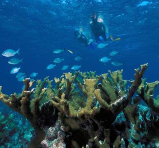 Two divers visible behind coral reef in blue water at Biscayne National Park, Florida