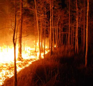 Fire burning in dark forest