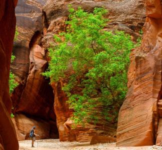 A hiker in a canyon at Grand Staircase-Escalante