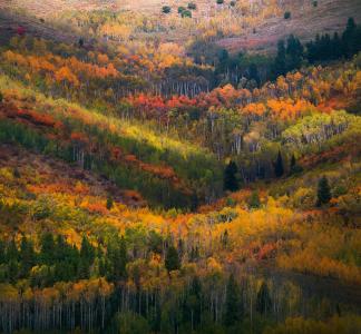 Fall colors in Idaho