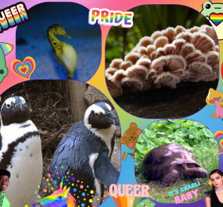 a colorful collage of four pictures: a seahorse, a mushroom, two penguins and a turtle.