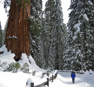 Giant sequoia in snowy Kings Canyon National Park