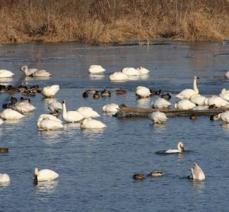 White swans on a body of water surrounded by tall grass