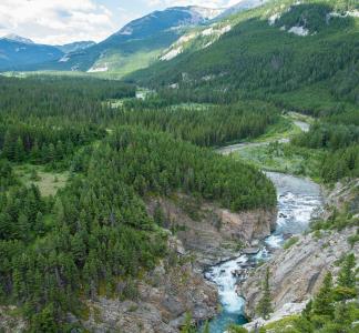 A lush forest with river running through on a beautiful sunny 