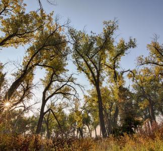 Sun shining through cottonwood trees in Pompeys Pillar National Monument, Montana.