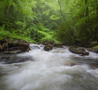 Pisgah National Forest, North Carolina.