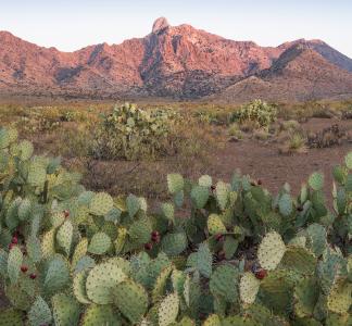 A bunch of short cacti with red flowers on their ends in the foreground and a sunrise rocky mountain in the background.