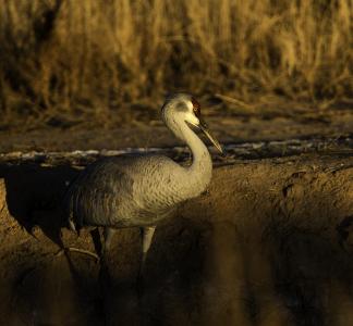 A sandhill crane in Valle de Oro Urban National Wildlife Refuge, New Mexico.