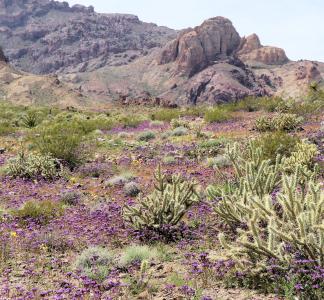 Scattered purple wildflowers and desert plants on rocky ground with mountains in the background