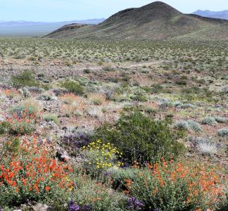 Red, yellow and purple wildflowers interspersed with desert plants on rocky ground with a mountain in the background