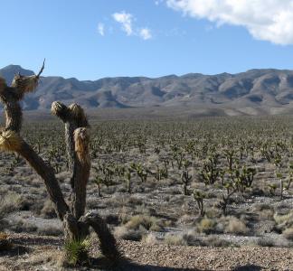 Joshua tree in immediate foreground, desert landscape in background, Desert National Wildlife Refuge, Nevada