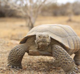 Somewhat grumpy looking tortoise gazes defiantly toward viewer with desert landscape behind it