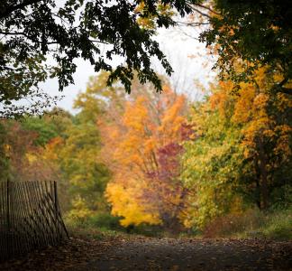 Fall foliage in Brooklyn's Prospect Park.