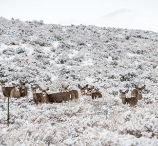 Group of deer standing in snowy prairie with a thin wire fence in the foreground