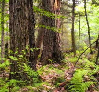 View of forest with ferns growing on the ground 