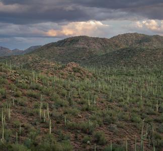 Ironwood Forest National Monument, Arizona
