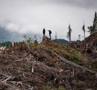 Two figures standing atop a tree stump, one pointing to the left of the frame; both looking at landscape of felled trees and, in the distance, mist-shrouded, heavily forested hillside 