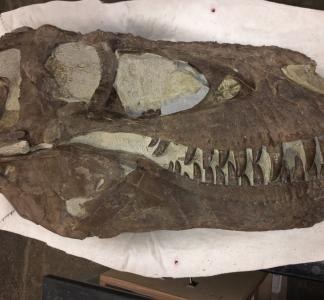 Dinosaur skull with sharp teeth resting on white cloth on table