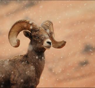 Bighorn sheep in Zion National Park, UT.