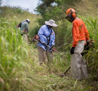 Volunteers clearing invasive guinea grass
